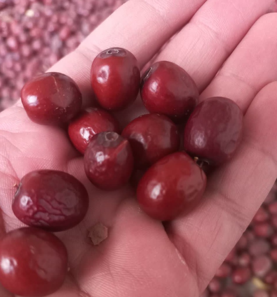 عناب متوسط | بسته یک کیلوگرمی